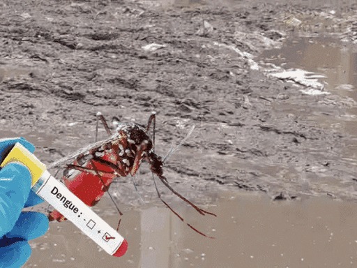 ਸਿਹਤ ਵਿਭਾਗ ਦੀ ਤਾਜ਼ਾ ਰਿਪੋਰਟ ਹਰਿਆਣਾ ‘ਚ ਡੇਂਗੂ ਅਤੇ ਮਲੇਰੀਆ ਦੇ ਵਧੇ ਮਾਮਲੇ