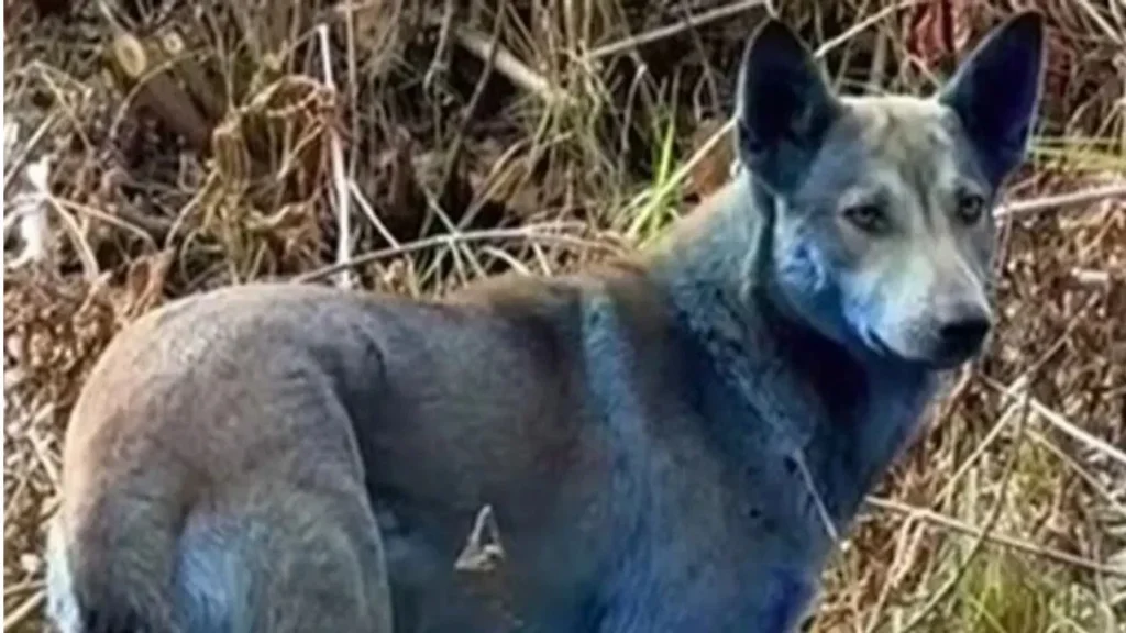 ਰੇਡੀਏਸ਼ਨ ਜਾਂ ਕੁਝ ਅਨੋਖਾ? 40 ਸਾਲ ਪਹਿਲਾਂ ਪ੍ਰਮਾਣੂ ਹਾਦਸੇ ਵਾਲੀ ਥਾਂ 'ਤੇ ਅਚਾਨਕ ਨੀਲੇ ਕੁੱਤੇ ਕਿਉਂ ਦਿਖਾਈ ਦਿੱਤੇ?