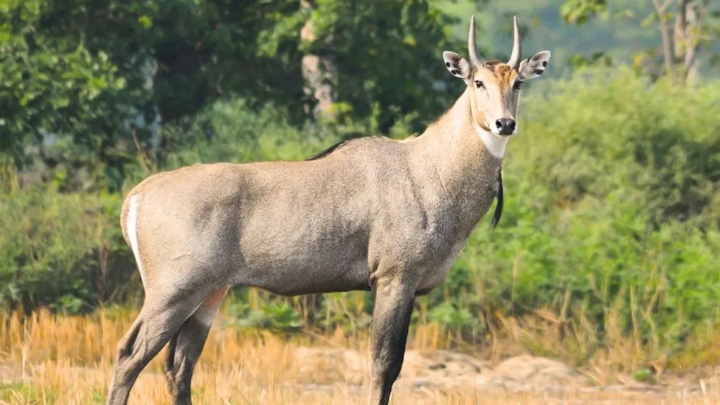 ਪਾਕਿਸਤਾਨ ਵਿੱਚ ਭਾਰਤੀ ਨੀਲ ਗਾਂ ਦੀ ਹੱਤਿਆ, 12 ਲੋਕਾਂ ਖਿਲਾਫ਼ ਮਾਮਲਾ ਦਰਜ