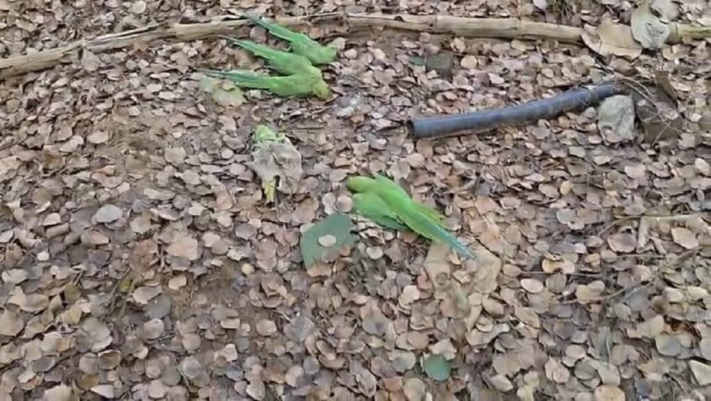 ਮੱਧ ਪ੍ਰਦੇਸ਼ ਵਿੱਚ ਤਿੰਨ ਦਿਨਾਂ ਵਿੱਚ 250 ਤੋਤਿਆਂ ਦੀ ਮੌਤ, ਲੋਕਾਂ ਨੂੰ ਕੀਤੀ ਗਈ ਵਿਸ਼ੇਸ਼ ਅਪੀਲ।