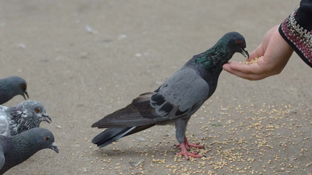 ਸਿੰਗਾਪੁਰ ਵਿੱਚ ਕਬੂਤਰਾਂ ਨੂੰ ਦਾਣਾ ਪਾਉਣਾ ਭਾਰਤੀ ਮੂਲ ਦੀ ਔਰਤ ਨੂੰ ਪਿਆ ਮਹਿੰਗਾ, 2 ਲੱਖ ਰੁਪਏ ਦਾ ਜੁਰਮਾਨਾ